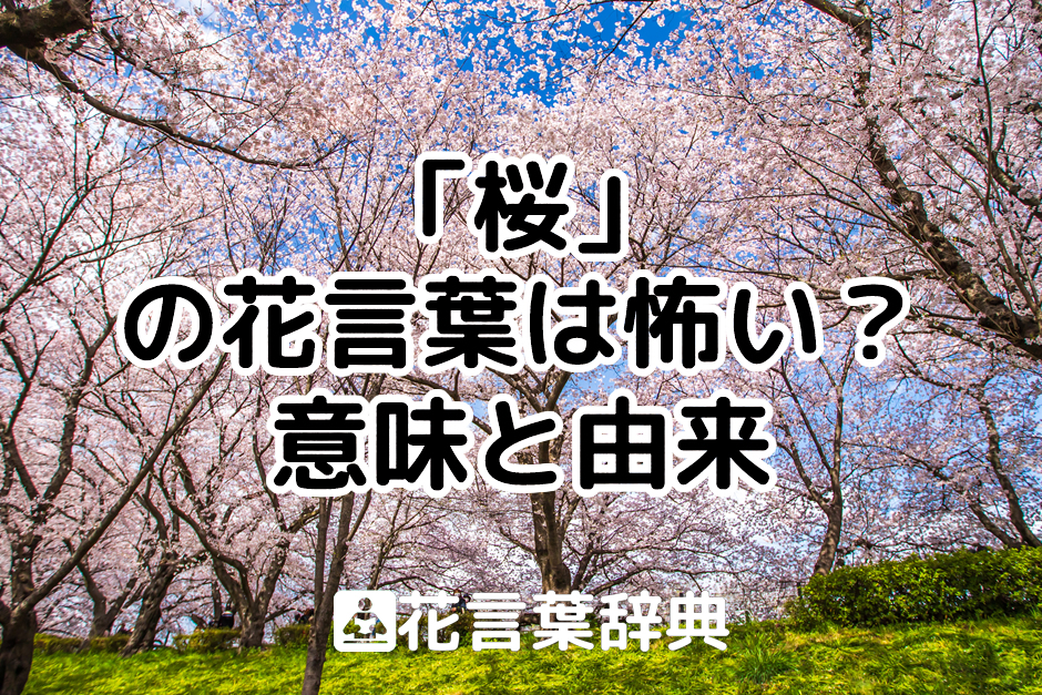 桜の花言葉は「私を忘れないで」って本当？怖い・悲しい意味や由来も解説